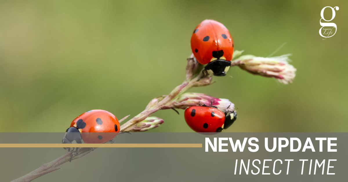 Spotted ladybirds