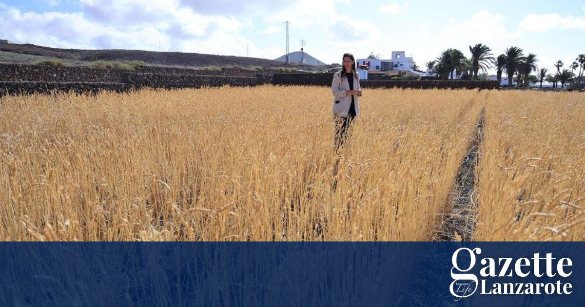 lanzarote-wheat
