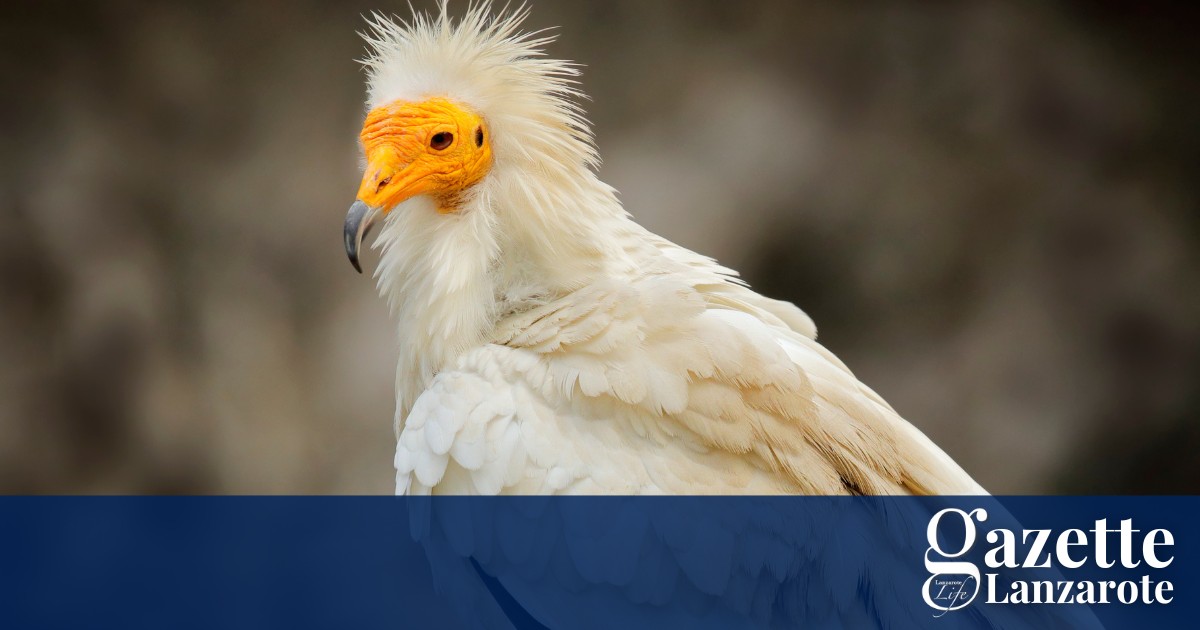egyptian-vulture