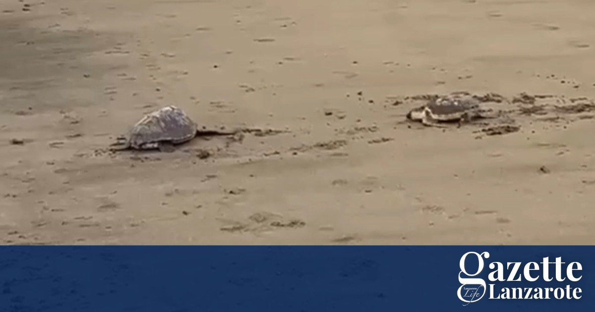 Rescued Sea Turtles Released Back Into the Ocean - Gazette Life