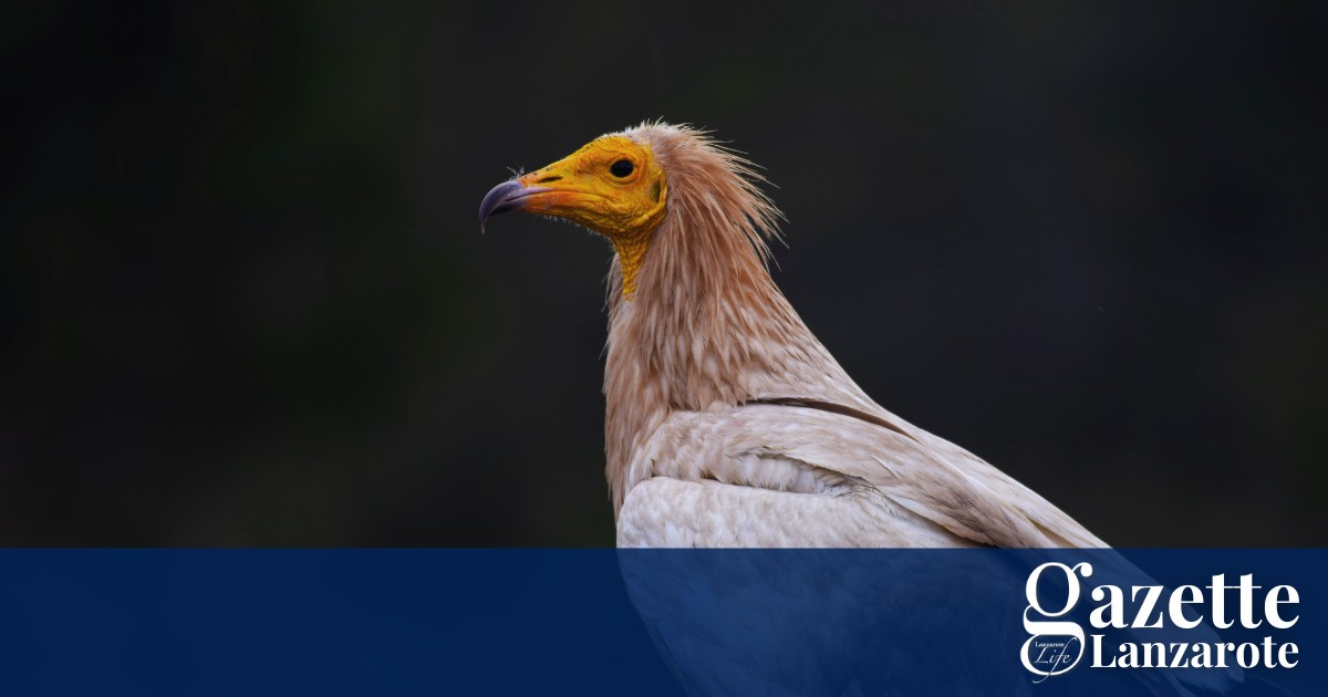 vulture