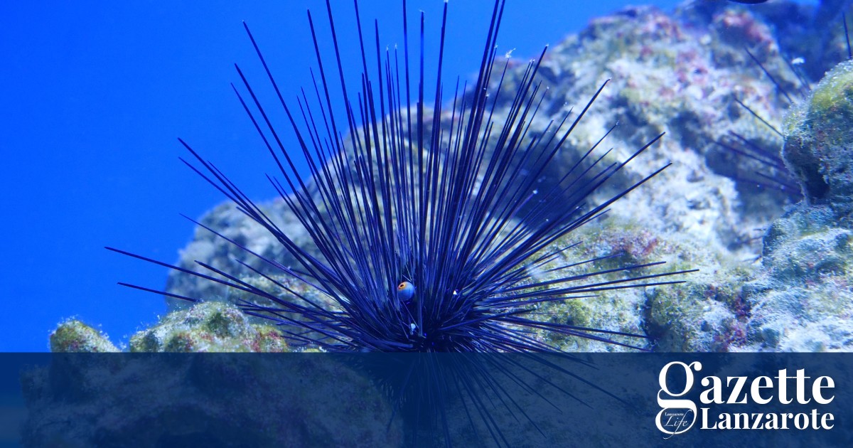 seaweed-flourishes