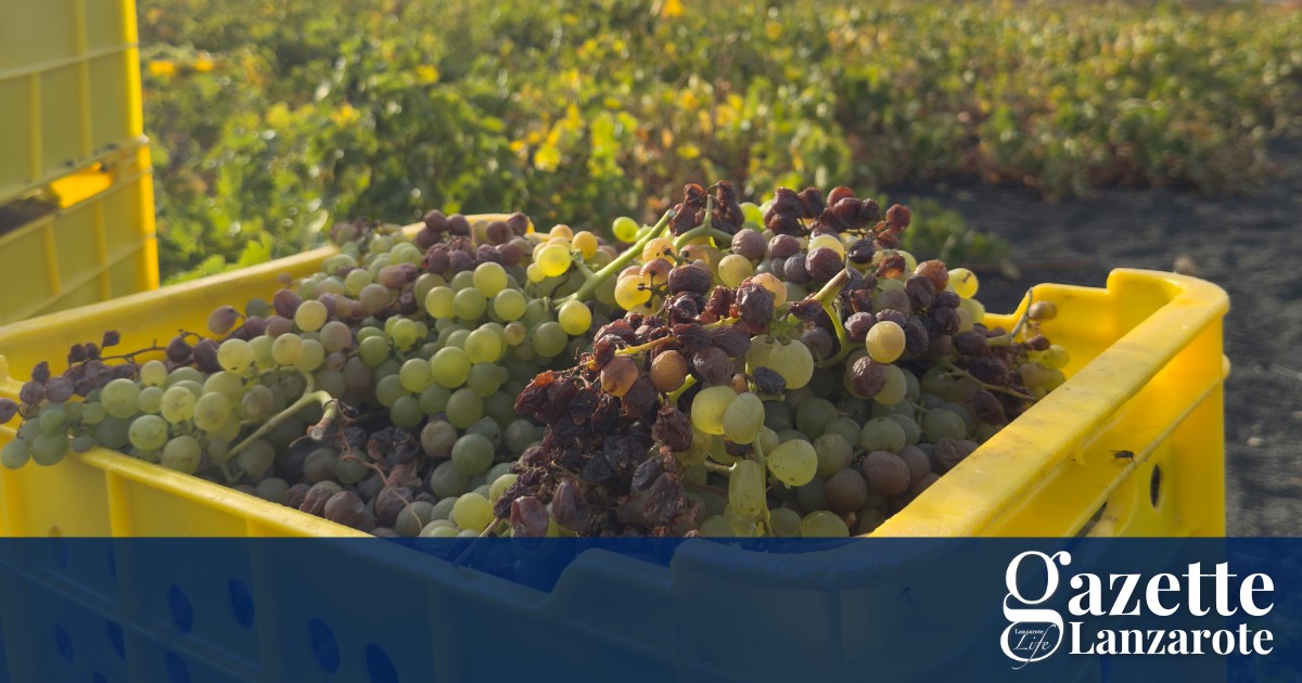 grape-harvest