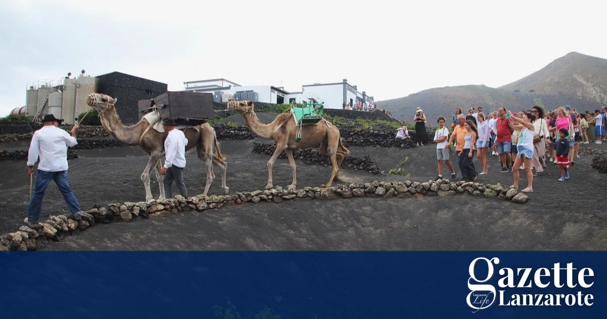 lanzarote-grape-harvest
