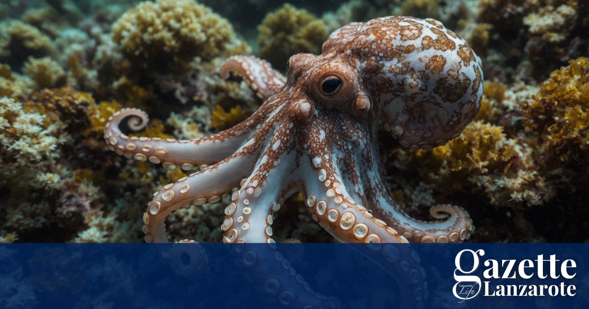 octopus-farm