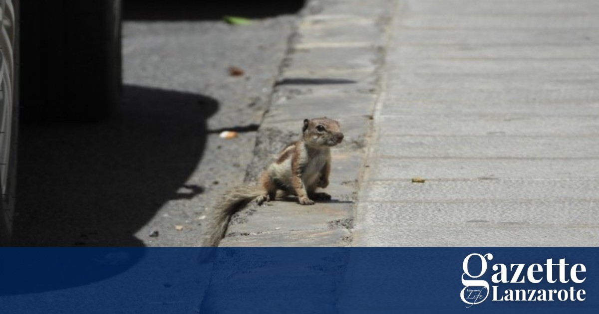 squirrel